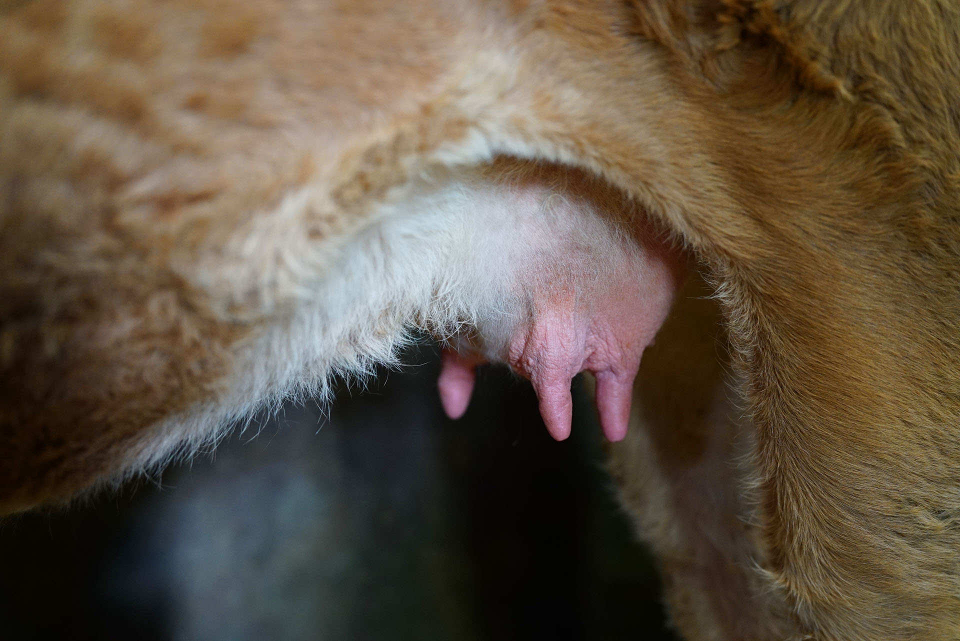 calf
